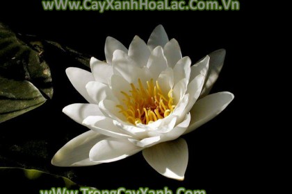 Hoa-Sung-Trang