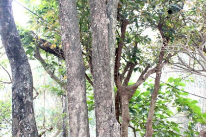 Cây bồ Quân