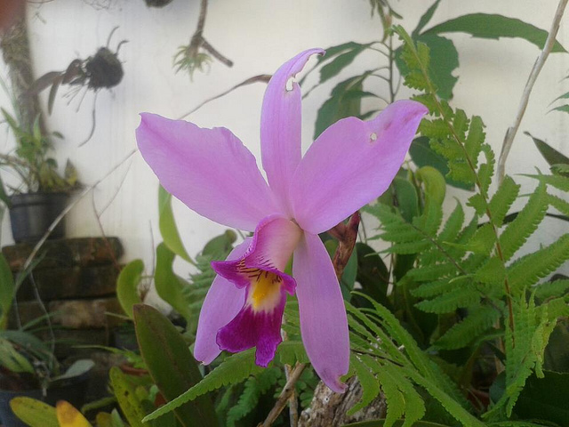 Laelia Lindl -cây tương cận của Cattleya