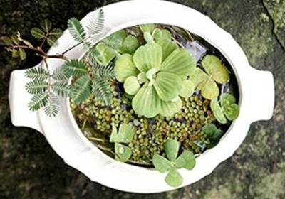 chậu hoa