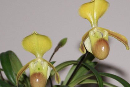 Lan Hài helen Paphiopedilum helenae.