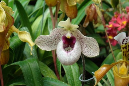 Lan Hài mã lị Paphiopedilum malipoense