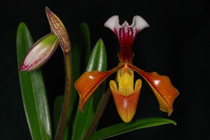 Lan Hài đốm Paphiopedilum gratrixianum.