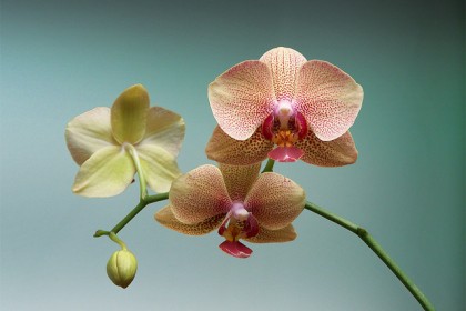 hoa lan nhom Phalaenopsis