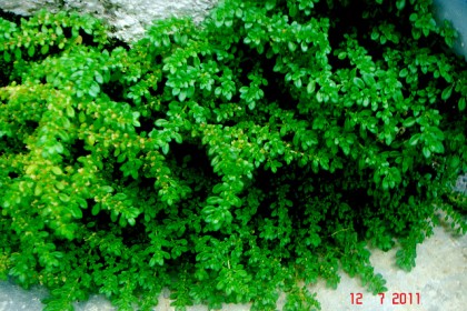 Pilea microphylla