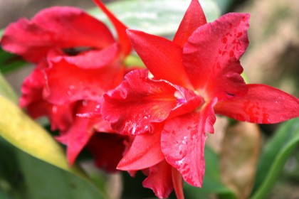 Sophrolaeliocattleya