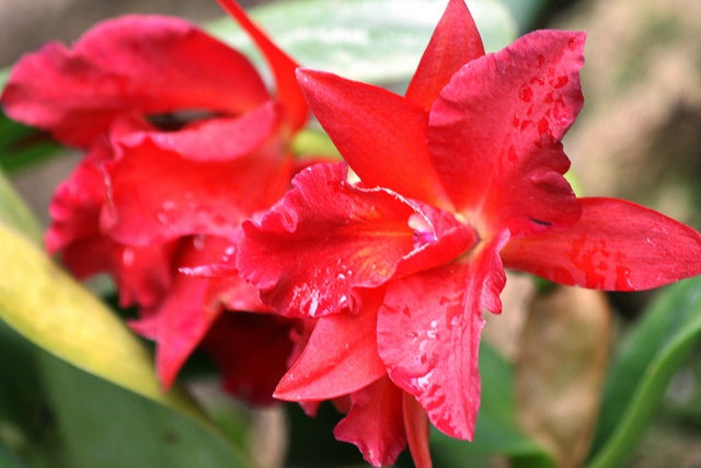 Sophrolaeliocattleya