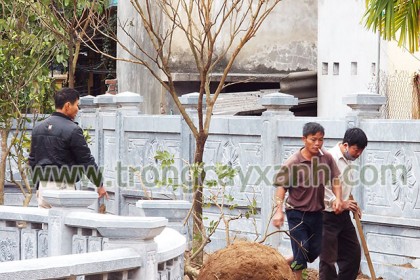 Chùa Hoàng Mai trồng cây Nhãn
