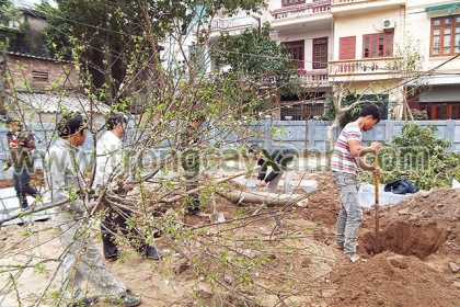 Công nhân cây xanh Trúc Lâm đang đào hố trồng Cây Mơ