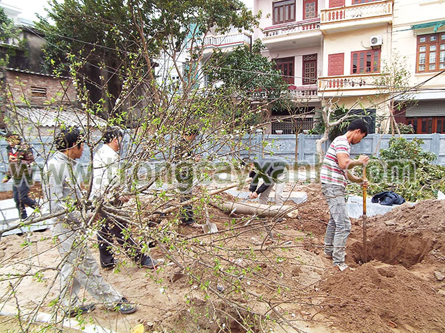 Công nhân cây xanh Đức Lộc đang đào hố trồng Cây Mơ