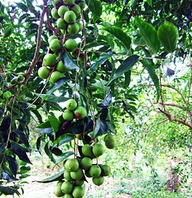 Cây bồ quân