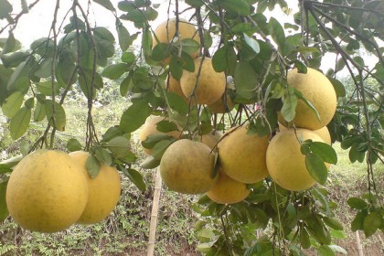 bưởi diễn