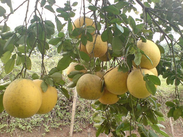 bưởi diễn