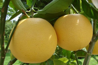 bưởi đoan hùng