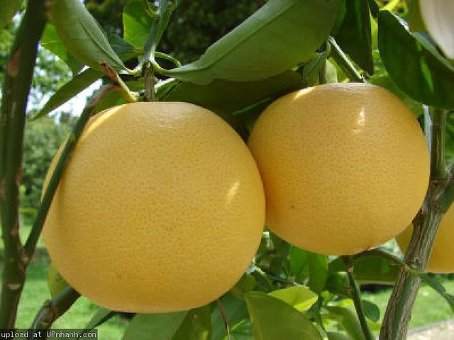 bưởi đoan hùng