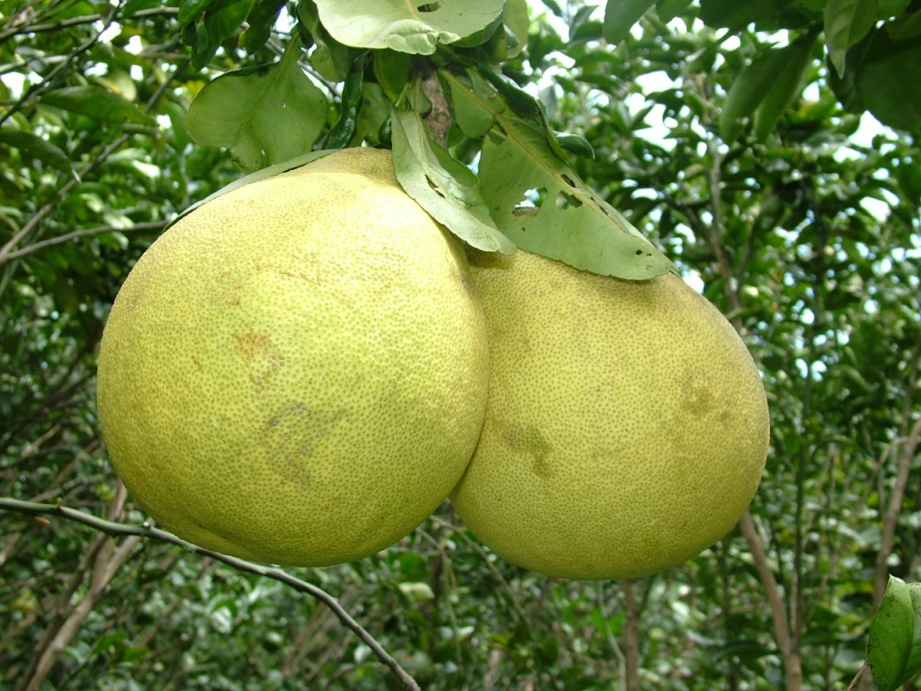 buoi diễn