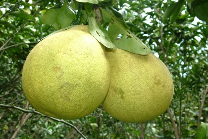 buoi diễn
