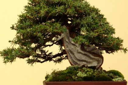 cây bonsai