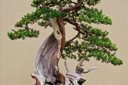 cây bonsai