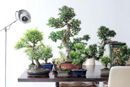 bonsai