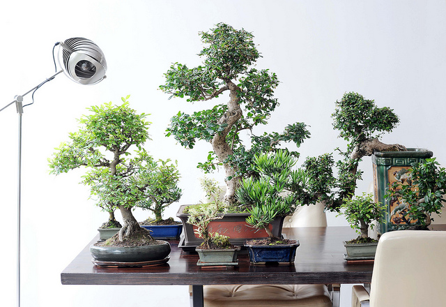 bonsai
