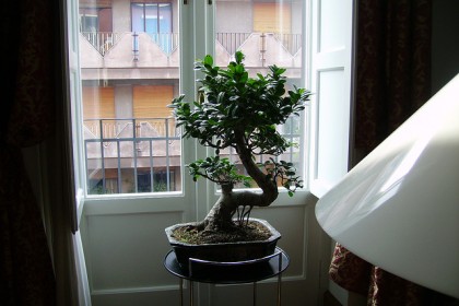 bonsai