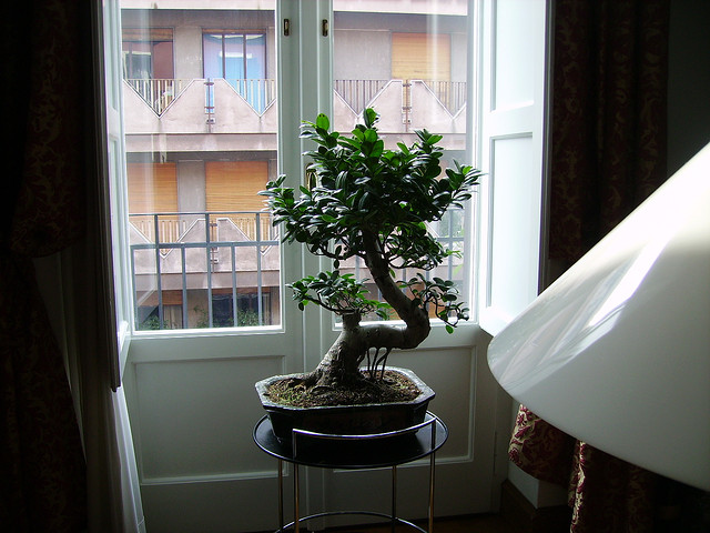 bonsai