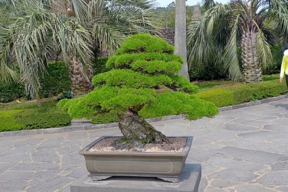 bonsai