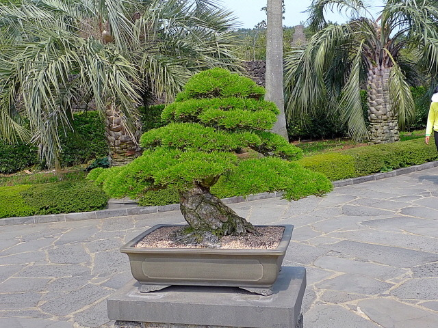 bonsai
