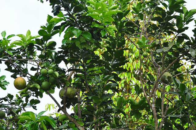 buoi da xanh