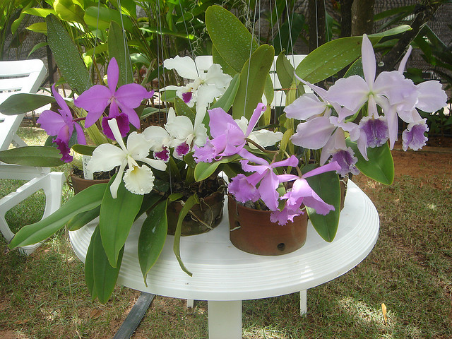 Cattleya