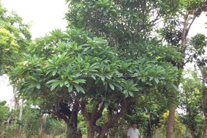 Cây Đại Hoa Vàng to