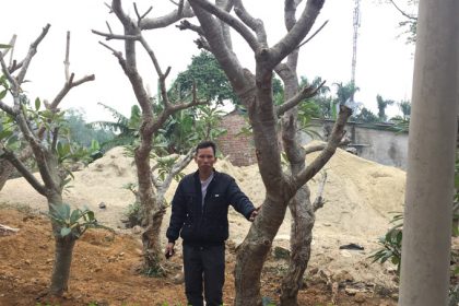 Cây Đại ươm tại vườn của công ty Đức Lộc