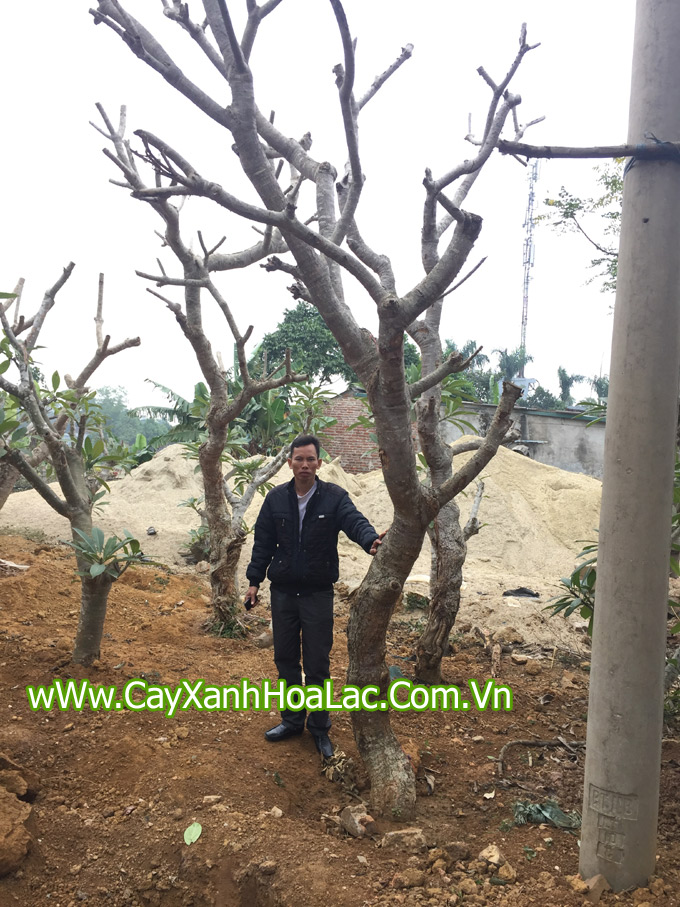 Cây Đại ươm tại vườn của công ty Đức Lộc