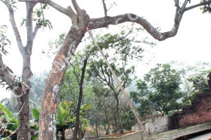 Cây mít