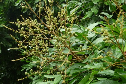 Cây nhãn