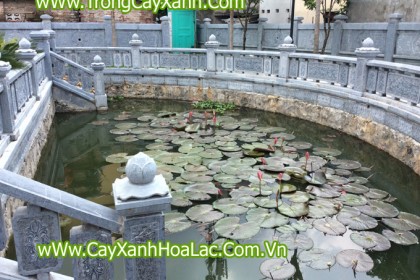 Trồng Cây Xanh tại Đình Hoàng Mai - Hà Nội