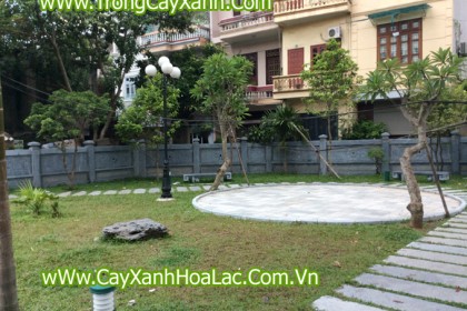 Trồng Cây Xanh tại Đình Hoàng Mai - Hà Nội