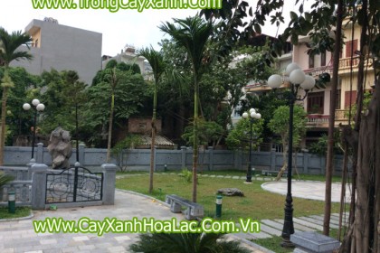 Trồng Cây Xanh tại Đình Hoàng Mai - Hà Nội