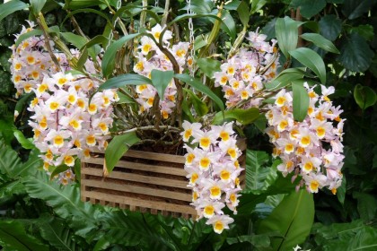 Cây đa búp đỏ