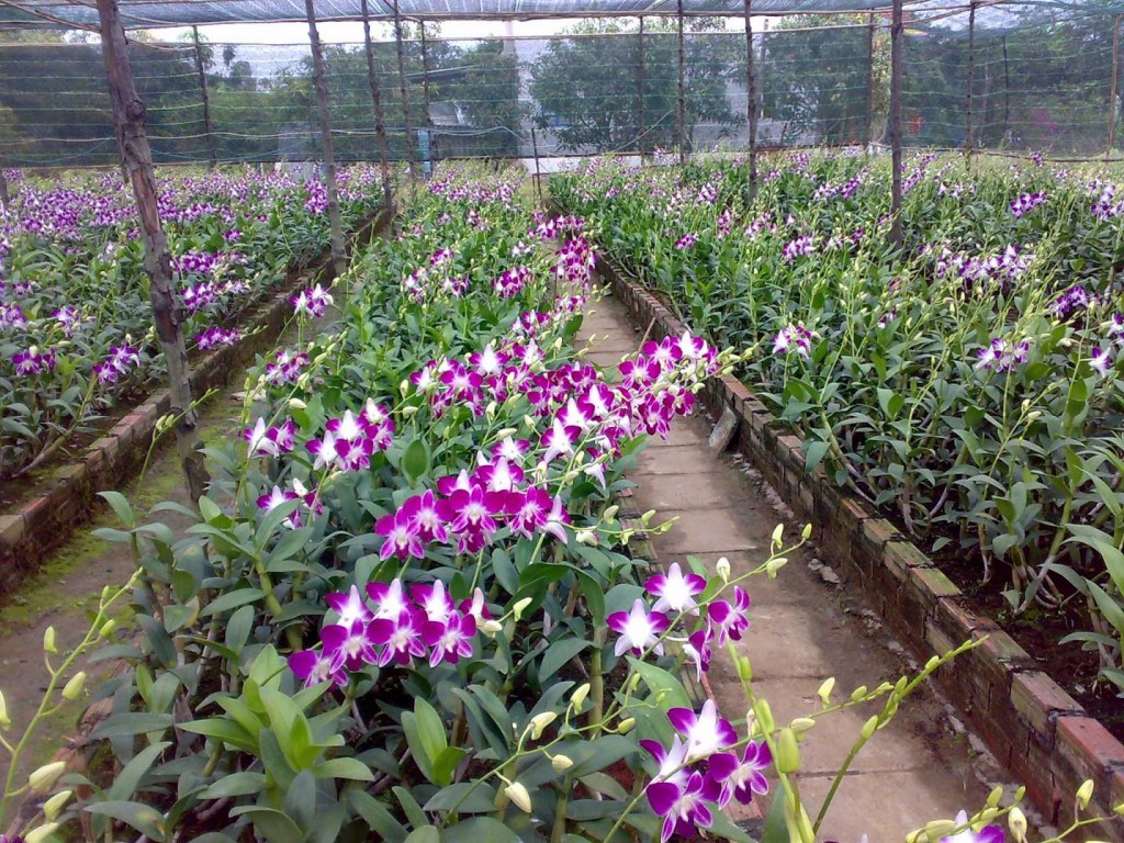 hoa lan dendrobium trên ke