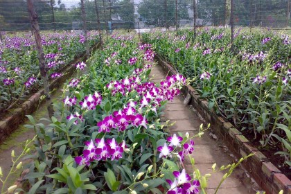hoa lan dendrobium trên ke