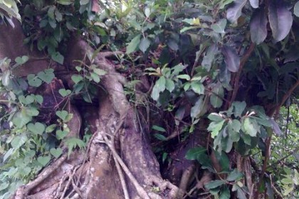 Ða lông, Ða hạch, Sung nhân - Ficus drupacea Thunb (F. pilosa Reinw ex Blume), thuộc họ Dâu tằm - Moraceae.