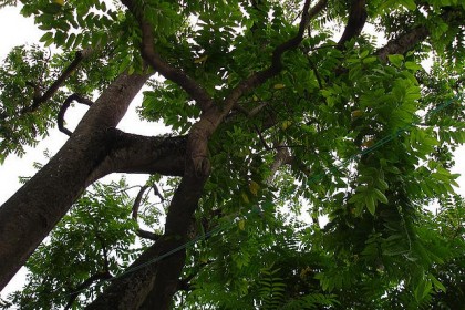 cây Hoàng Lan