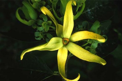cây Hoàng Lan