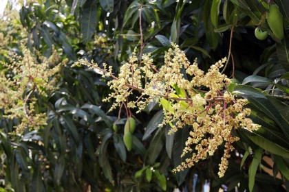 hoa xoài