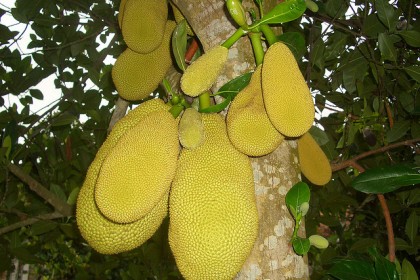 mit nghệ