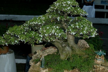 mai chiếu thủy