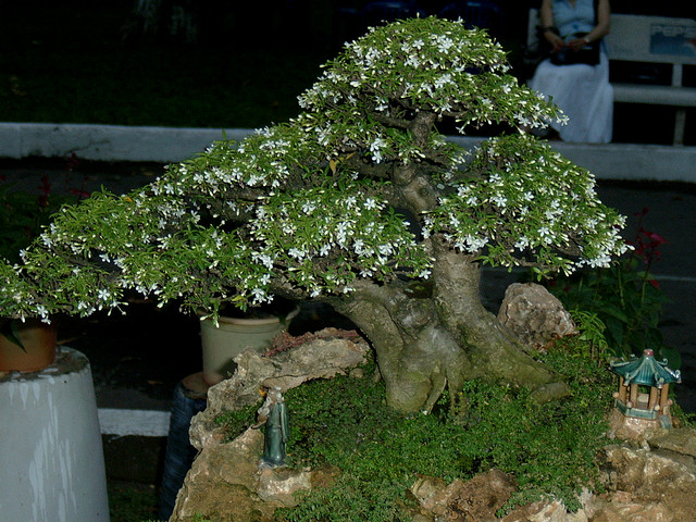 mai chiếu thủy