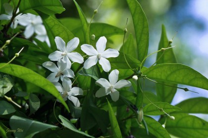 mai chiếu thủy